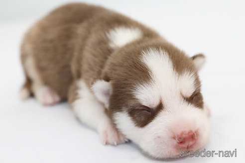 成約済の神奈川県のシベリアンハスキー-336740の6枚目